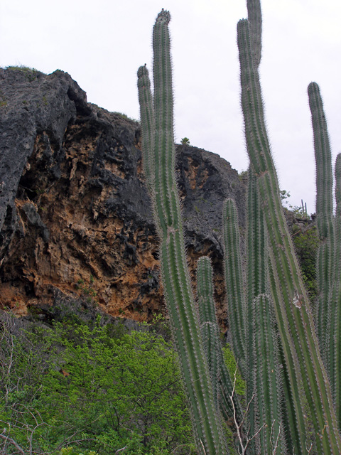 Bonaire Catus