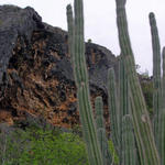 Bonaire Catus