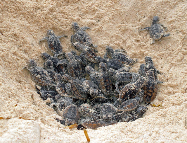 Hawksbill Turtle Nest