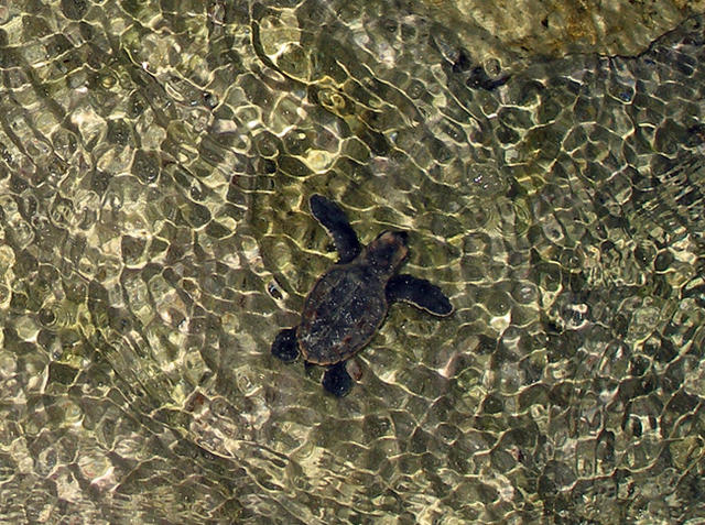 Turtle Reflections