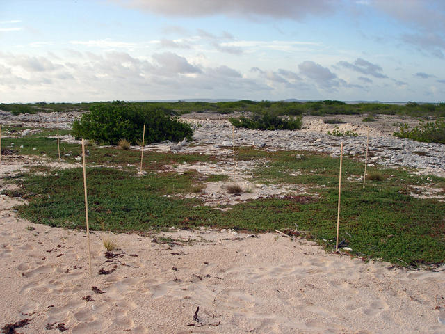 Hawksbill Turtle Nesting Site