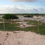 Hawksbill Turtle Nesting Site