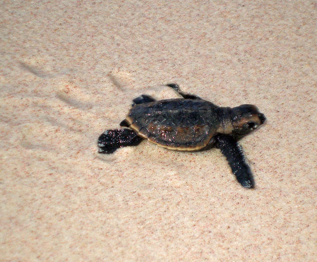 Turtle Tracks