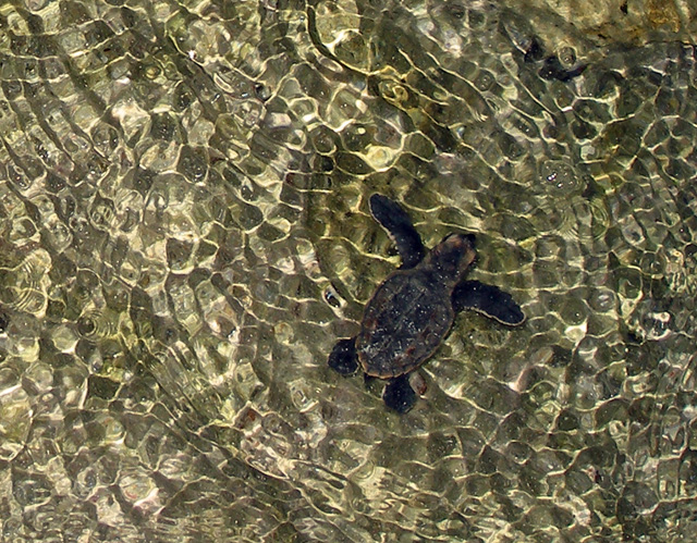 Turtle Reflections