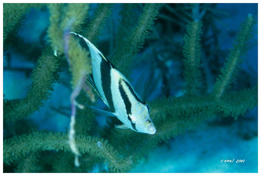 Banded Butterfly