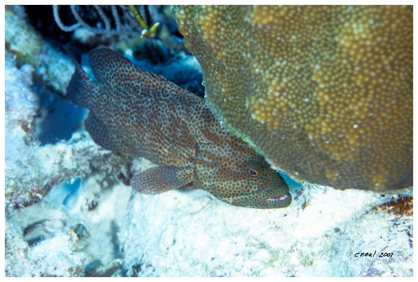 Bonaire Red Hind