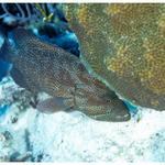 Bonaire Red Hind