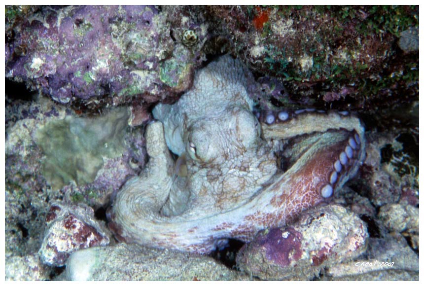Salt Pier Octopus