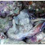 Salt Pier Octopus
