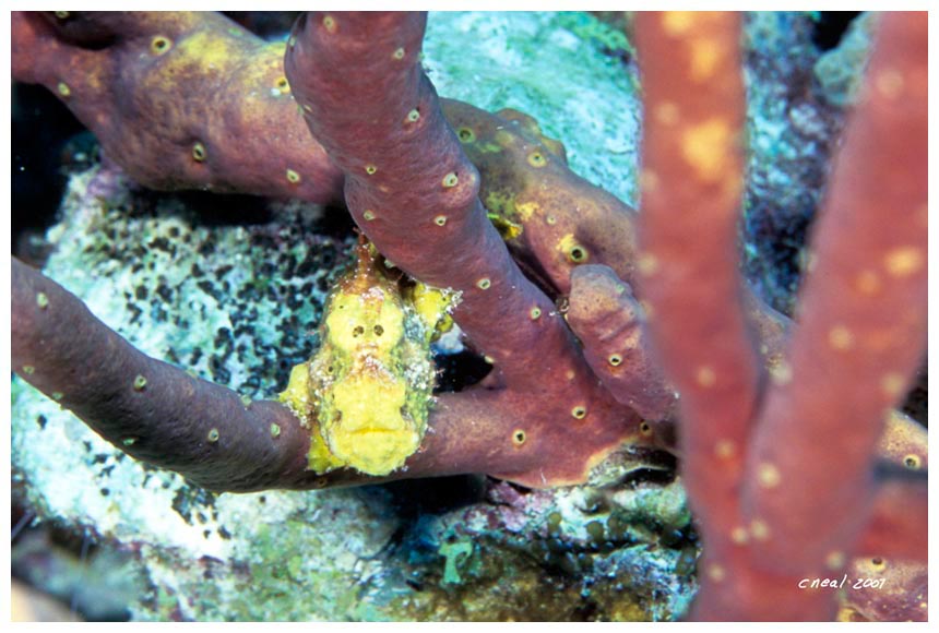 Juvenile Frogfish