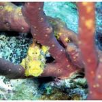 Juvenile Frogfish