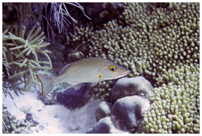 Mahogany Snapper and Sun Anemone