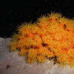 OrangeCupCoral