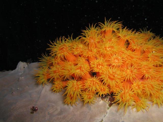 OrangeCupCoral