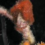 Seahorse1