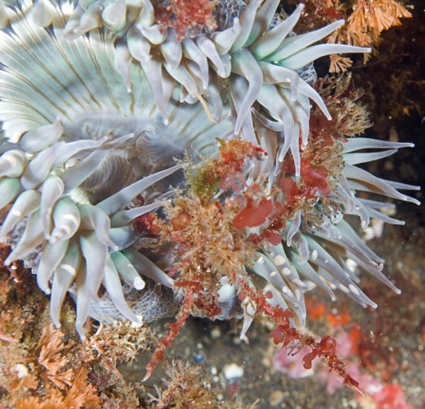 Decorator crab