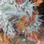 Decorator crab