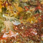 Great nudi