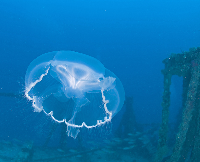 Moon Jelly 1 sm