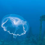 Moon Jelly 1 sm