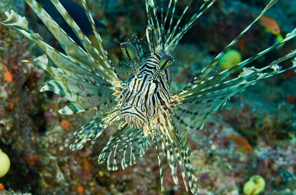 Lion Fish