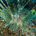 Lion Fish