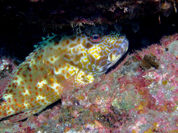 Stocky Hawkfish