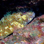 Stocky Hawkfish