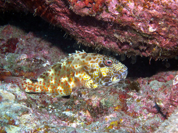 Stocky Hawkfish