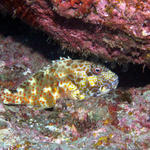 Stocky Hawkfish