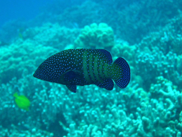 Peacock Grouper