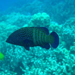 Peacock Grouper