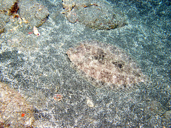 Flounder hiding in vocanic "sand"