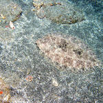 Flounder hiding in vocanic "sand"