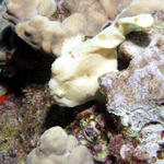 DSCN Frog fish 1