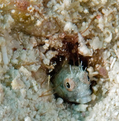 Blenny