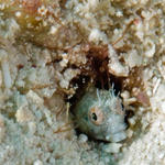 Blenny