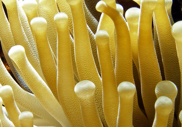 anemonetops.jpg