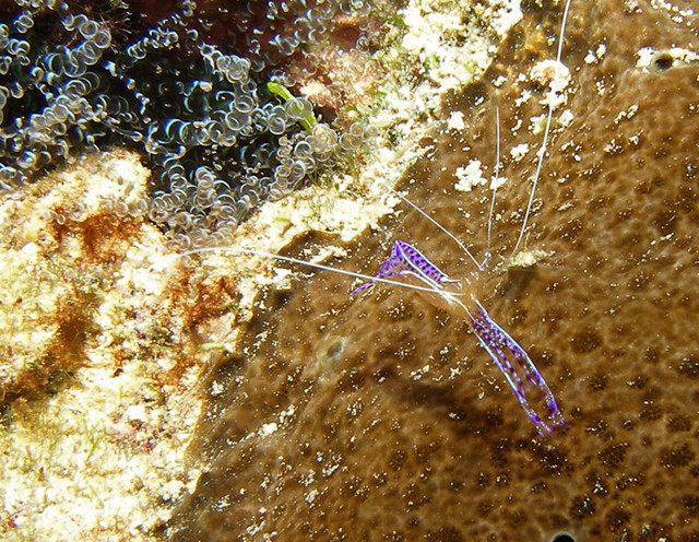 anemononeshrimp.jpg