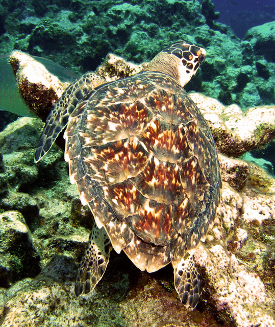 babyhawksbill.jpg