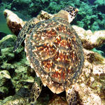 babyhawksbill.jpg