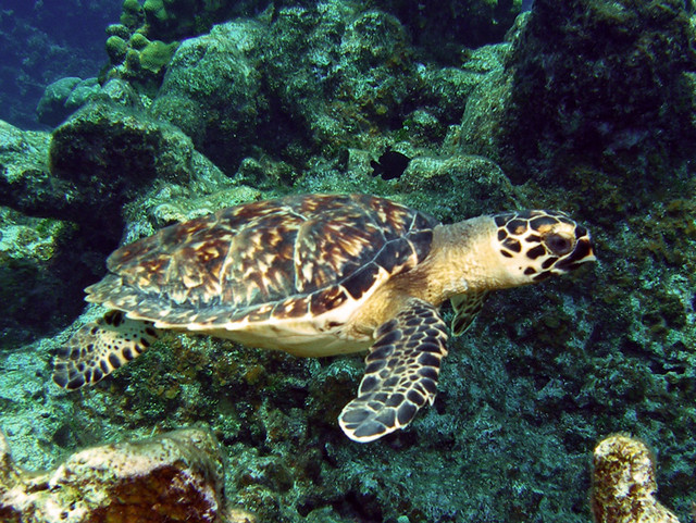 babyhawksbill3.jpg