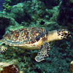 babyhawksbill3.jpg