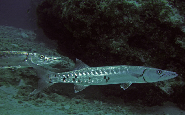 barracudas.jpg