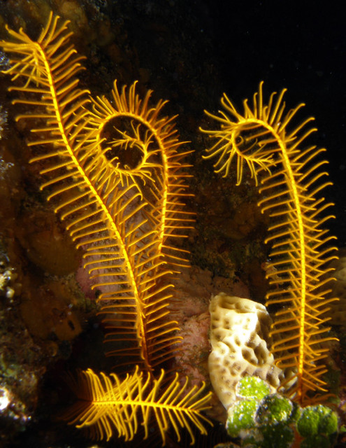 crinoid.jpg