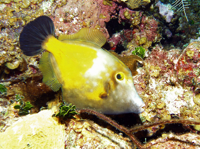 filefish.jpg