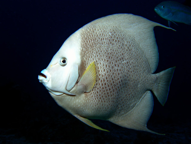 greyangelfish.jpg