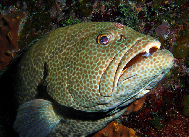 grouper.jpg