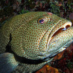 grouper.jpg