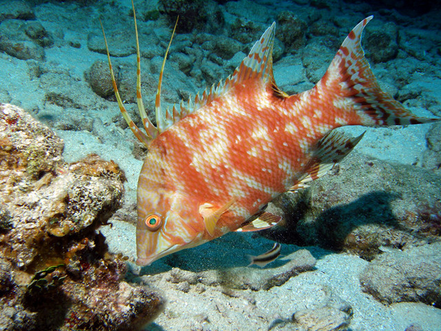 hogfish.jpg